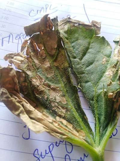 Downy Mildew of Cucurbits - Cucumber