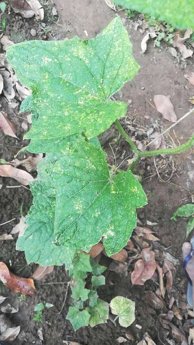 Leaf Blight of Cucurbits - Cucumber