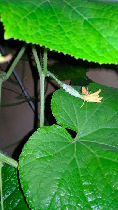 Calcium Deficiency - Cucumber