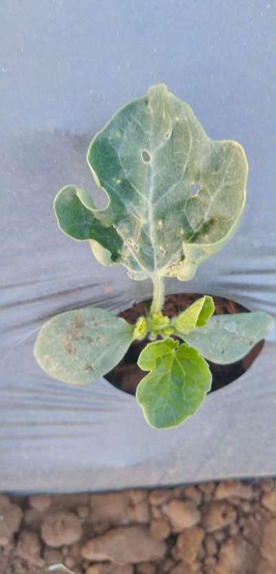 Leaf Miner Flies - Melon