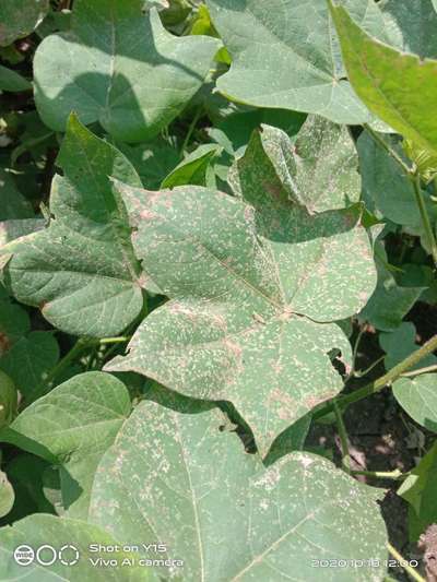 Grey Mildew of Cotton - Cotton