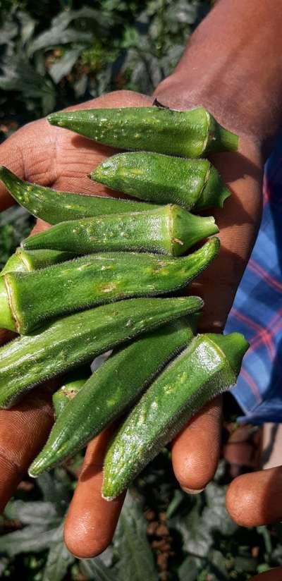 Boron Deficiency - Okra