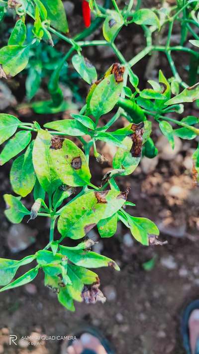 Anthracnose of Pepper - Capsicum & Chilli