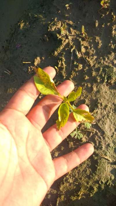 Pesticide Burn - Capsicum & Chilli