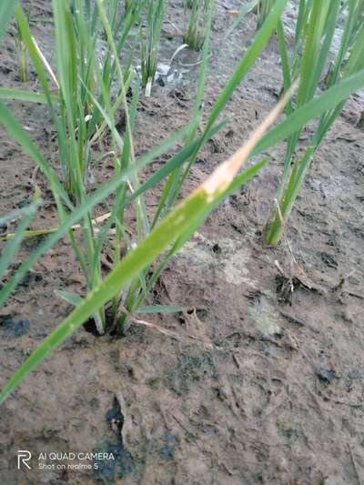 Bacterial Blight of Rice - Rice