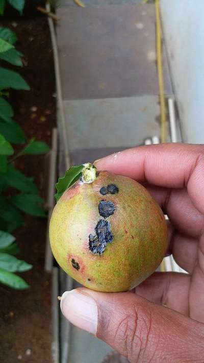 Mealybug - Pomegranate