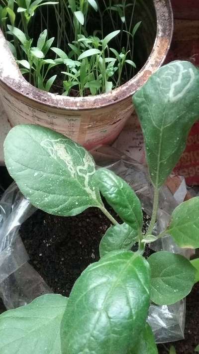 Leaf Miner Flies - Brinjal