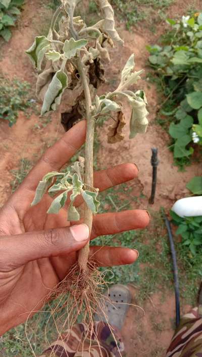 Root and Foot Rot - Brinjal