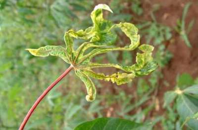 Cassava Mosaic Disease - Cassava