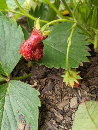 Boron Deficiency - Strawberry