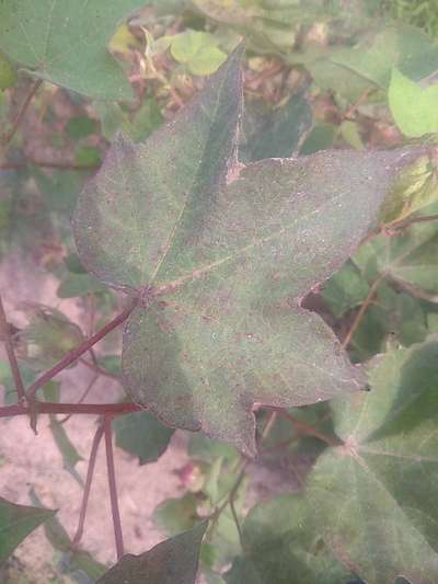 Grey Mildew of Cotton - Cotton