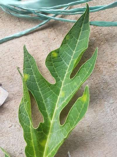 Mancha negra de la papaya - Papaya