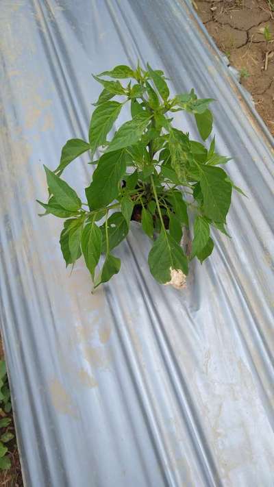 Chilli Leaf Curl Virus - Capsicum & Chilli