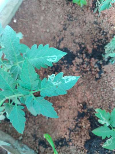 Tomato Leaf Miner - Tomato