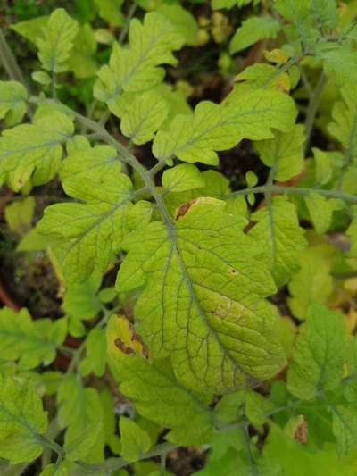 Whiteflies - Tomato