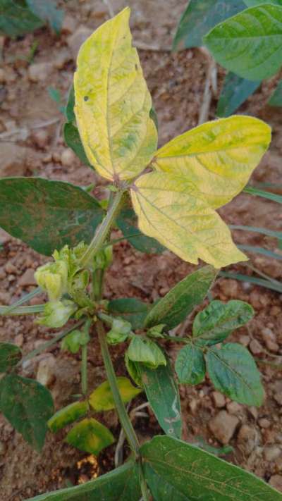 Bean Golden Mosaic Virus - Black & Green Gram