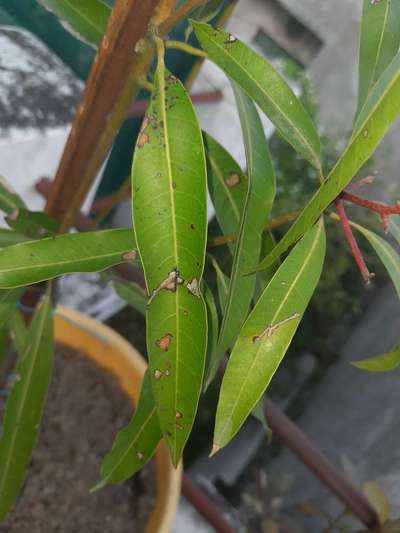 Bacterial Black Spot of Mango - Mango