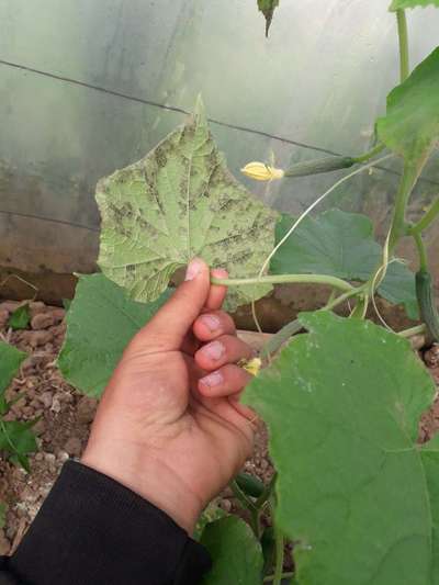 Downy Mildew of Cucurbits - الخيار