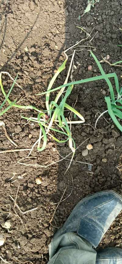 Boron Deficiency - Onion