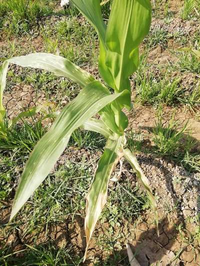 Northern Leaf Spot of Maize - Maize