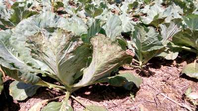 Downy Mildew - Cabbage