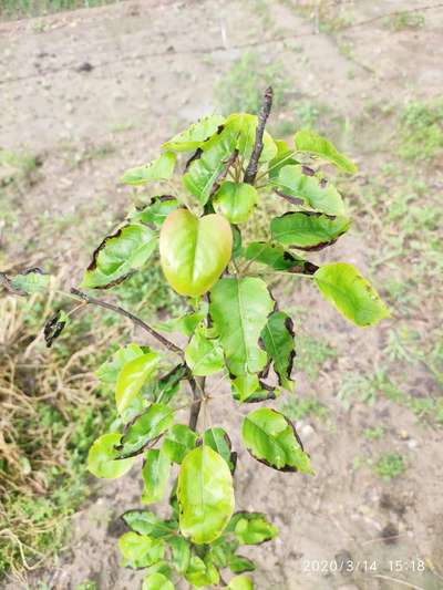 Nitrogen Deficiency - Pear