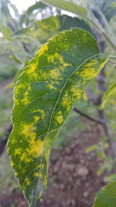 Apple Mosaic Virus - Apple