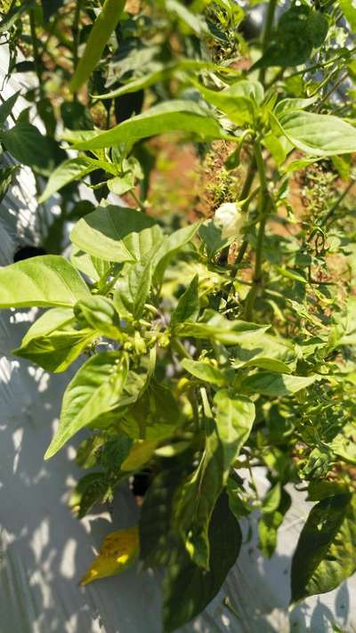 Chilli Leaf Curl Virus - Capsicum & Chilli