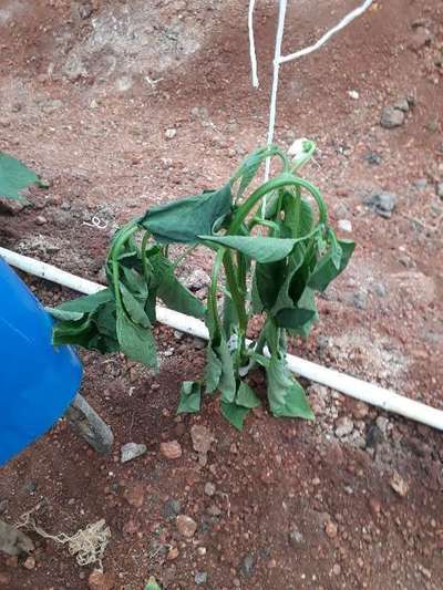 Bacterial Wilt - Capsicum & Chilli