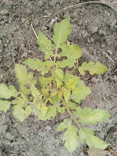 Carence en Fer - Tomates