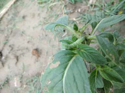 Tobacco Caterpillar - Black & Green Gram