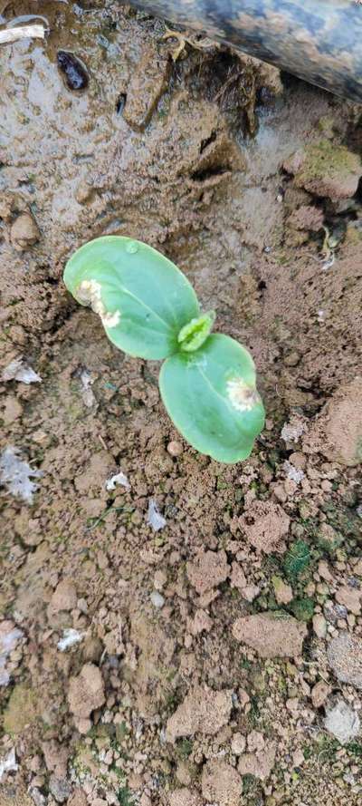 Leaf Miner Flies - Cucumber