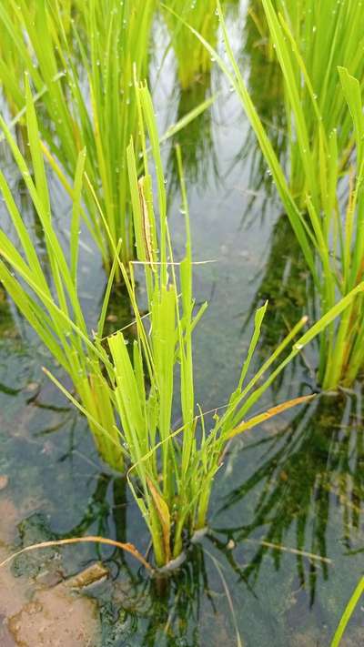 Rice Ear-Cutting Caterpillar - Rice