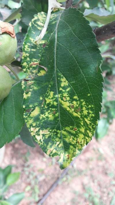 Apple Mosaic Virus - Apple