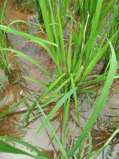 ಅಕ್ಕಿಯ ಕೊಳವೆ ಹುಳು (ಕೇಸ್ ವರ್ಮ್) - ಭತ್ತ