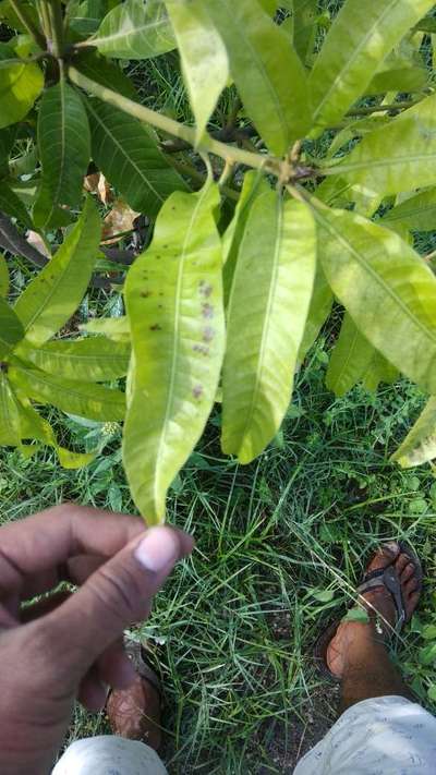 Anthracnose of Papaya and Mango - Mango