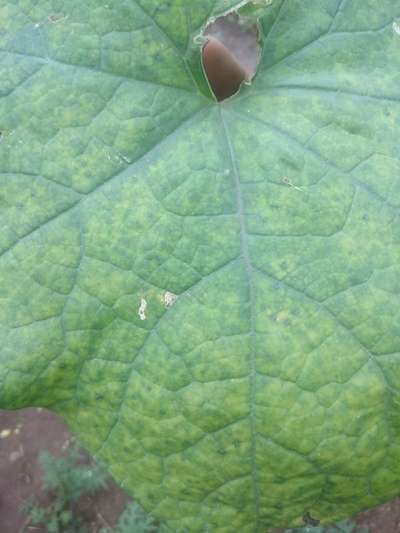 Manganese Deficiency - Cucumber