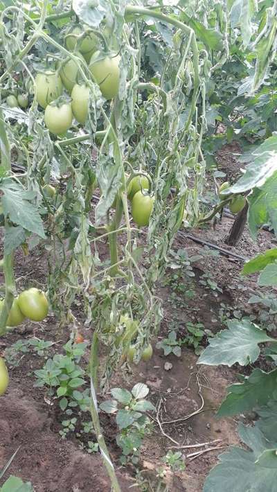 Murcha-bacteriana - Tomate