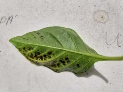 Bacterial Spot of Pepper - Capsicum & Chilli