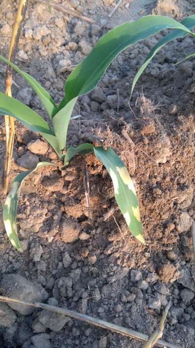 Leaf Variegation - Maize