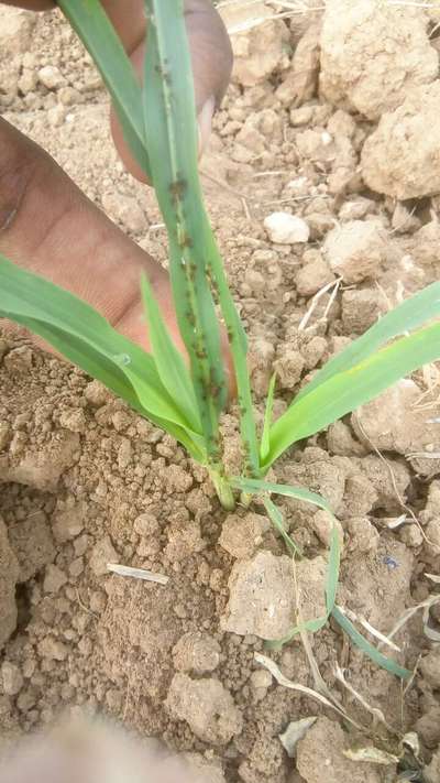 Aphids - Millet