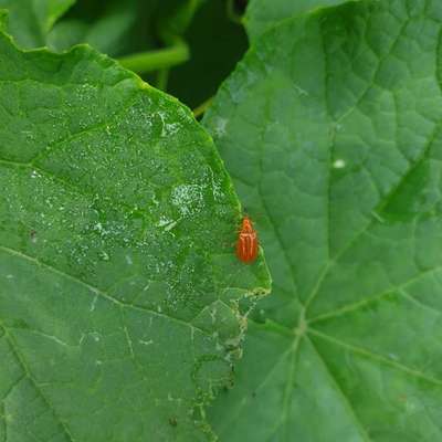 Red Pumpkin Beetle - Cucumber