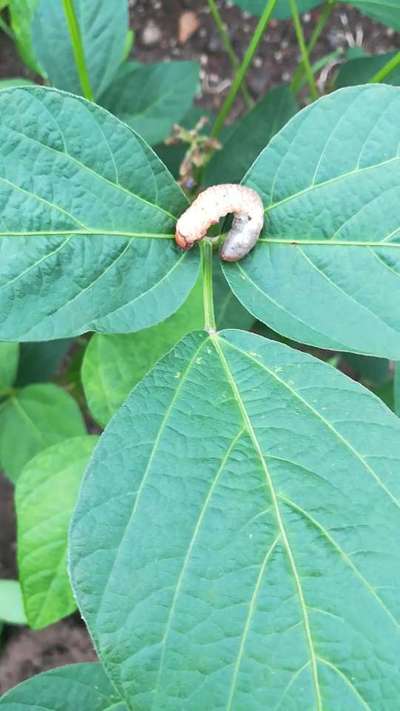 White Grub - Soybean