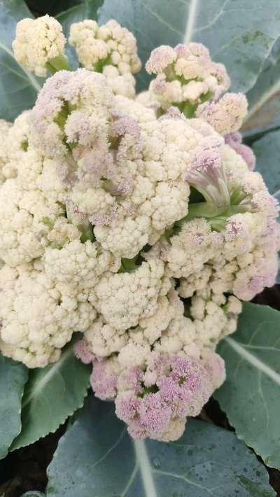 Magnesium Deficiency - Cauliflower