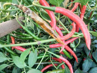 Bacterial Soft Rot of Pepper - Capsicum & Chilli