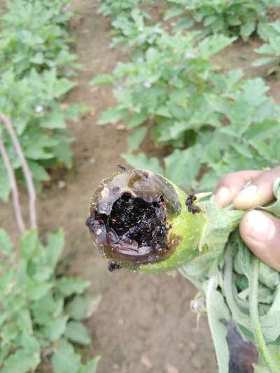 Brinjal Shoot and Fruit Borer - Brinjal