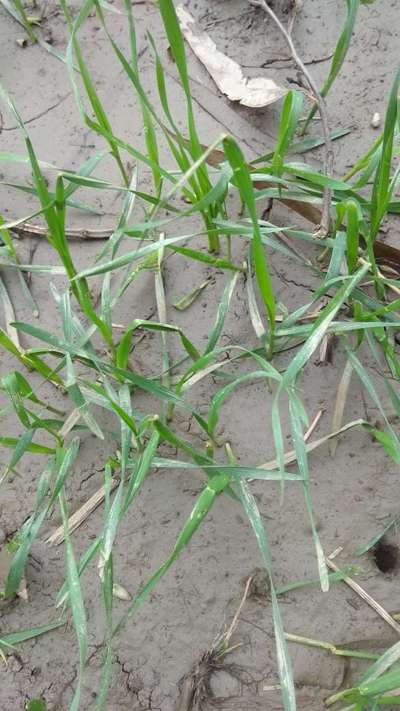 Leaf and Glume Blotch of Wheat - Wheat