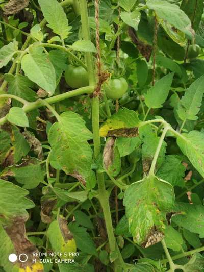 Early Blight - Tomato