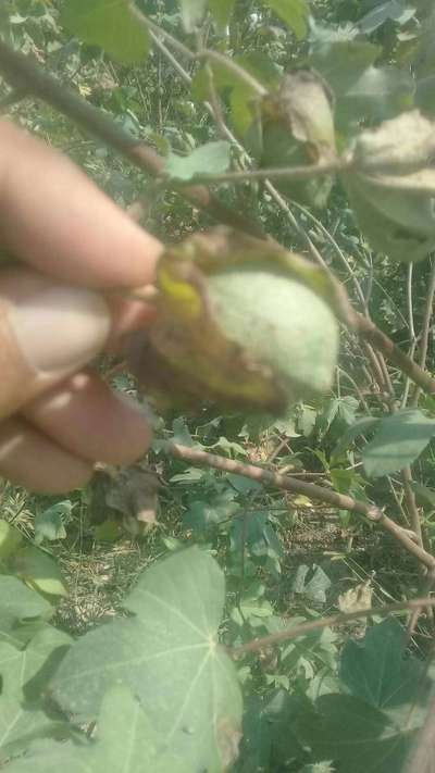 Pink Bollworm - Cotton