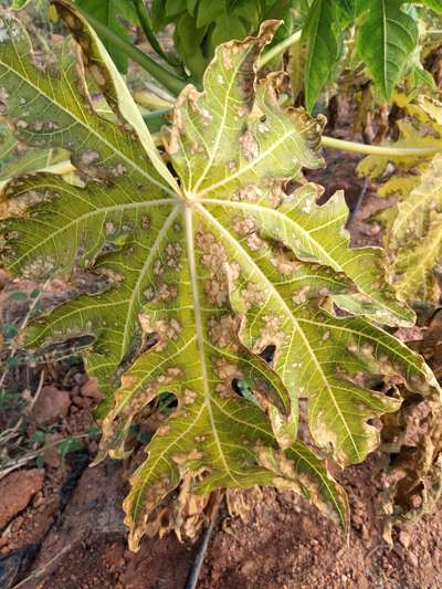 Anthracnose of Papaya and Mango - Papaya